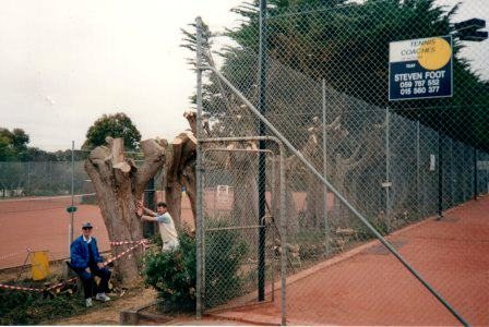 Removal of large pines to make way for the gardens